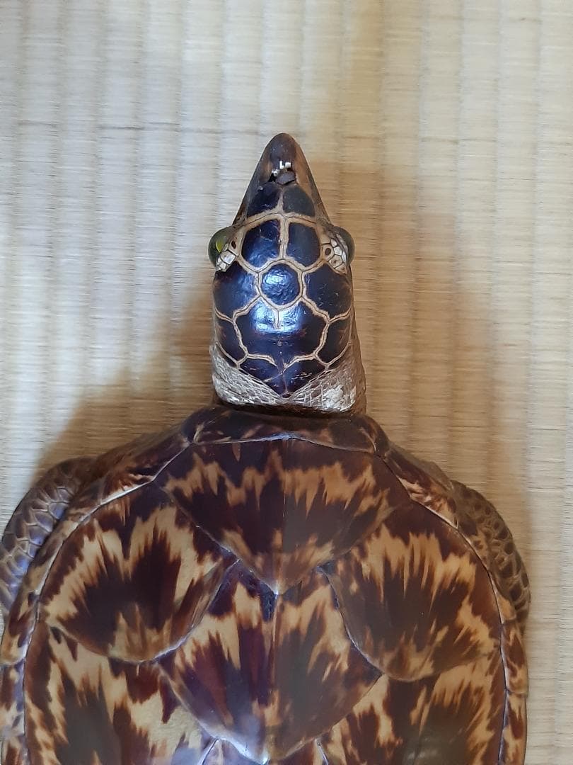 タイマイウミガメ剥製大小2個体 国際希少野生動植物種登録票あり