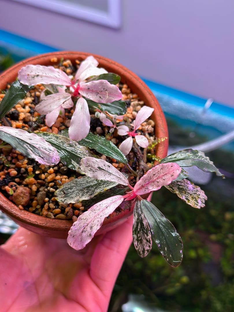 Bucephalandra sp. Variegata ブセファランドラ sp. variegata JJ