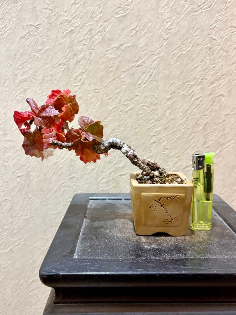 ミニチュア盆栽添配駿河山正龍神人が盆栽を愛でている盆栽byこつこつじい様