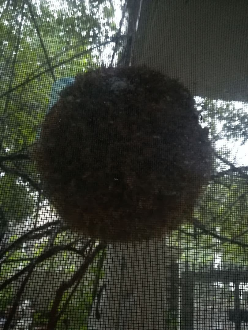 特大70㎝目立つ杉玉(酒林)