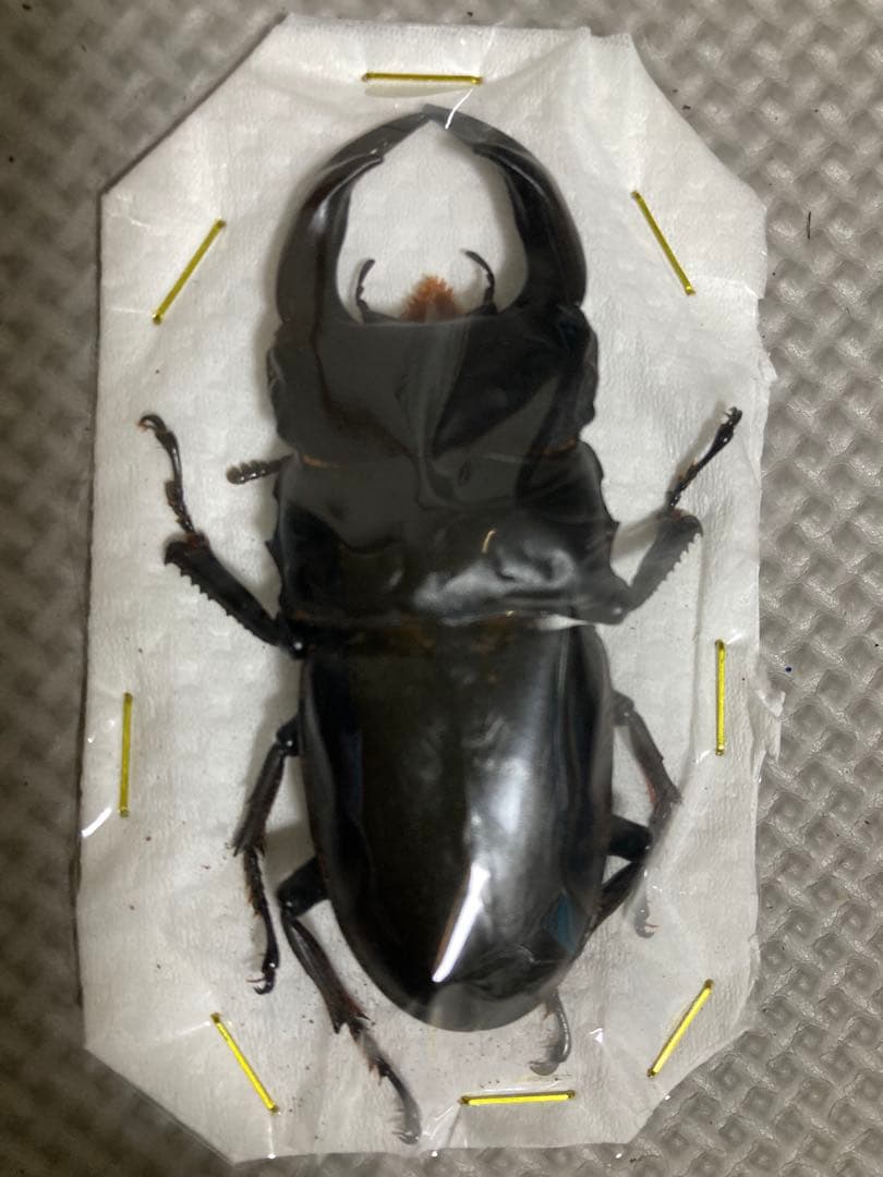 イカリノハナムグリ標本 2匹セット 黒と金