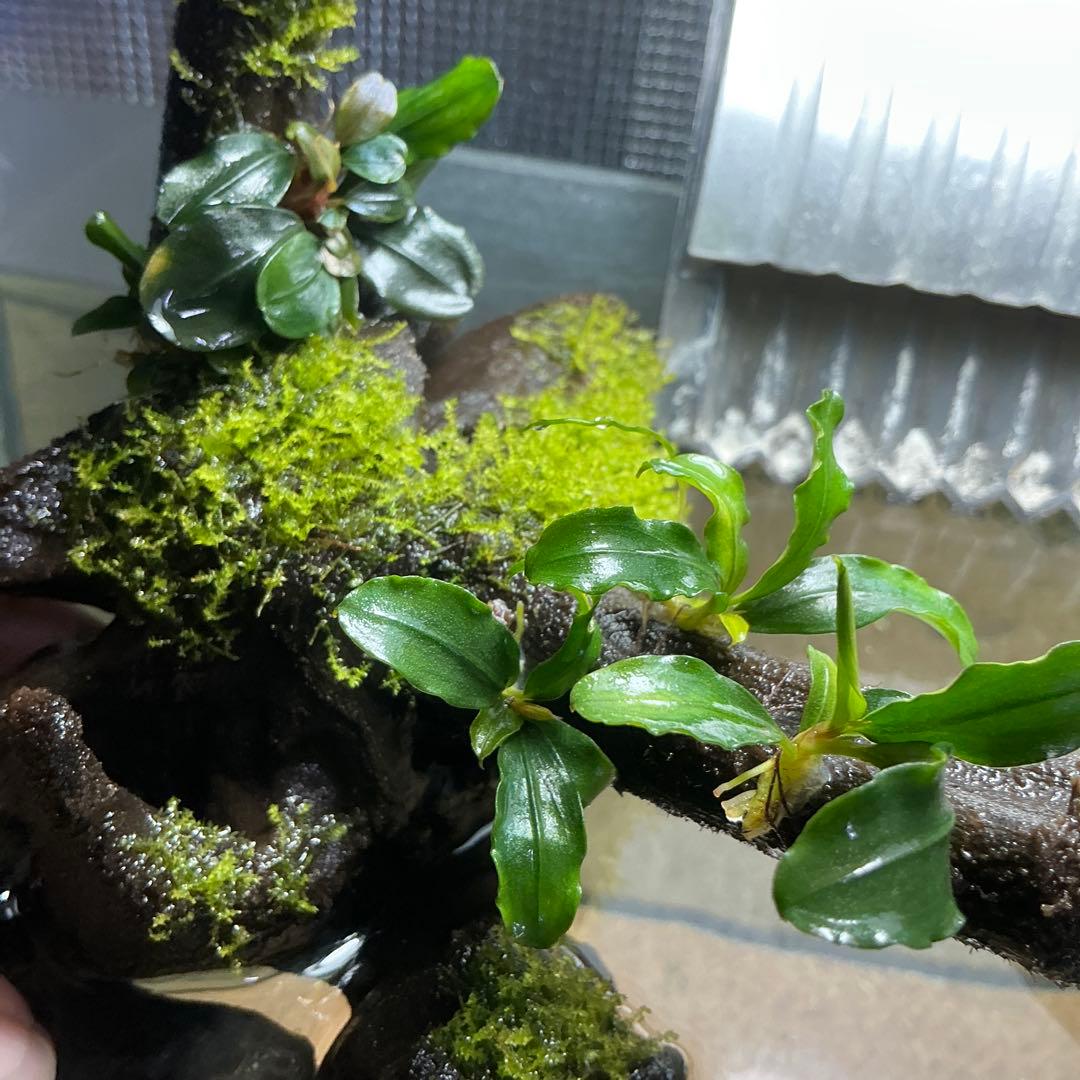 第四種郵便】良型！ジャワモス活着ブセ2種付流木とG