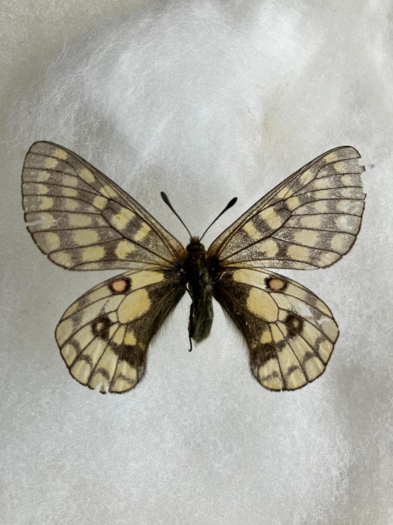 ドルーリーオオアゲハ♂ 標本 ☆ザイール産 ☆179mm迫力美麗標本
