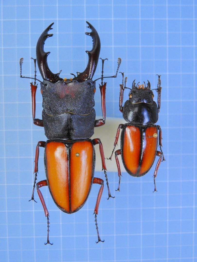 ベトナム産 マイシカクワガタ 45mm ベトナムのクワガタムシ Lucanidae