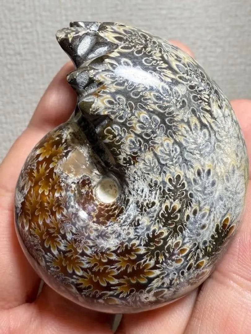 極美品　マダガスカルのアンモナイト化石　2点セット　本物保証　希少　送料無料 極美品 超大 マダガスカルのアンモナイト化石 本物保証 おまけ付き