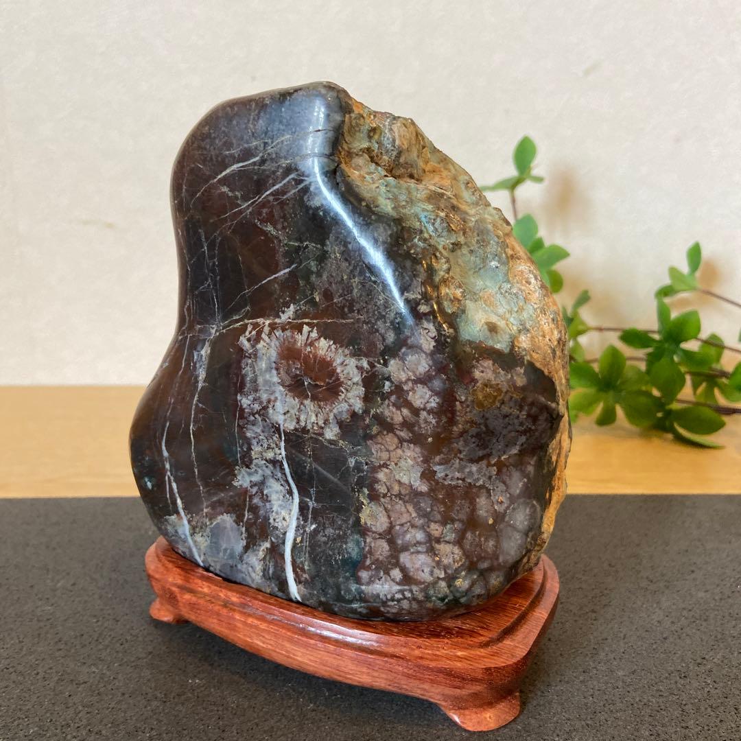 銀河に咲く菊花石☆ 鑑賞石菊花石