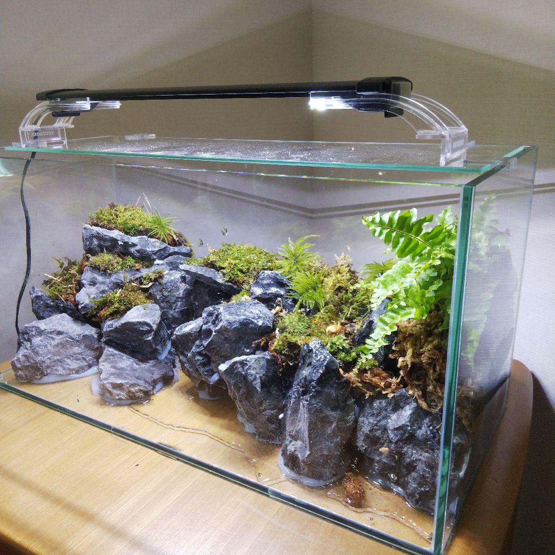 完成品】滝の流れるアクアテラリウム イモリウム 苔 アクアテラリウム