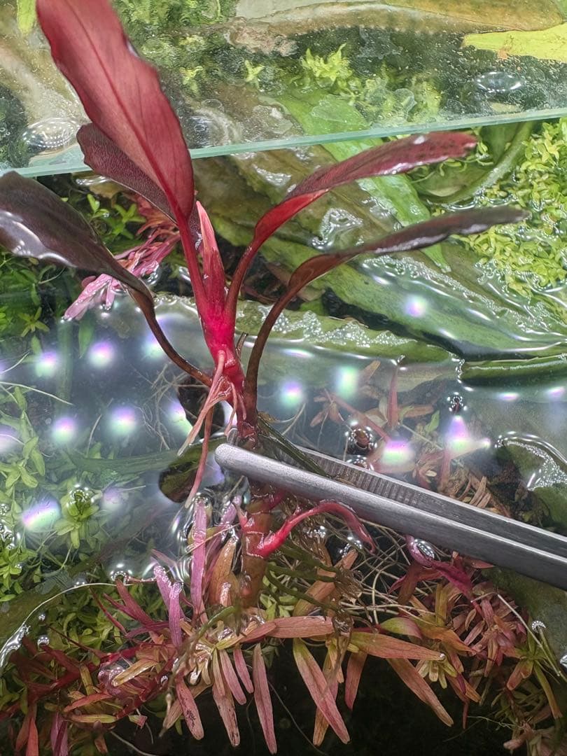 ブセファランドラ deep purple