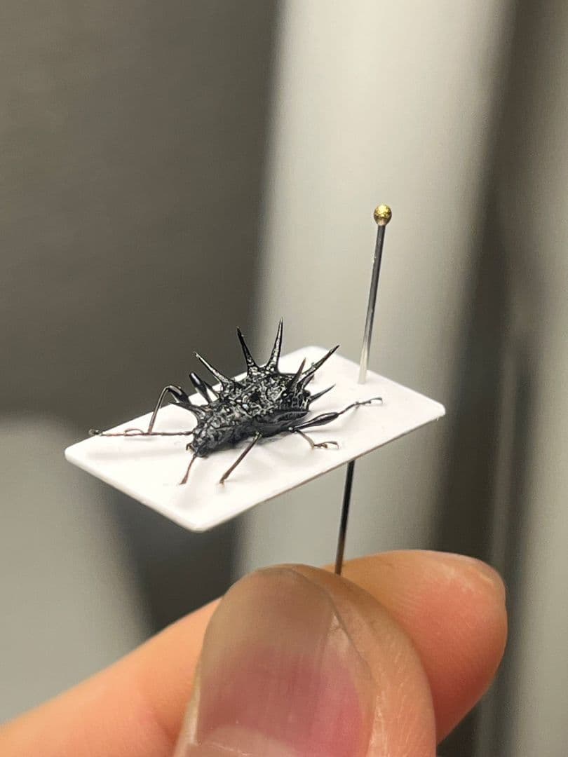 トゲトゲテントウムシダマシ 昆虫標本 Cacodaemonフトタマムシ マオウトゲトゲテントウダマシ Cacodaemon satanas #硝子昆虫