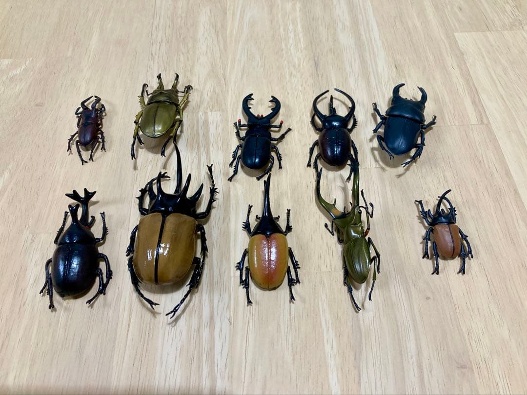 カブトムシ クワガタ 標本10匹セット - メルカリ