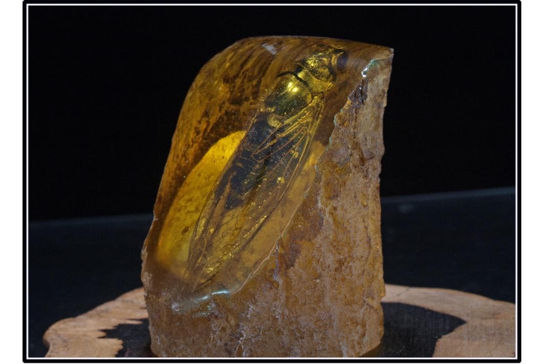 旧家初心だし 中国時代の化石 天然琥珀サソリ古美術 DE1656D4-2 篆刻用