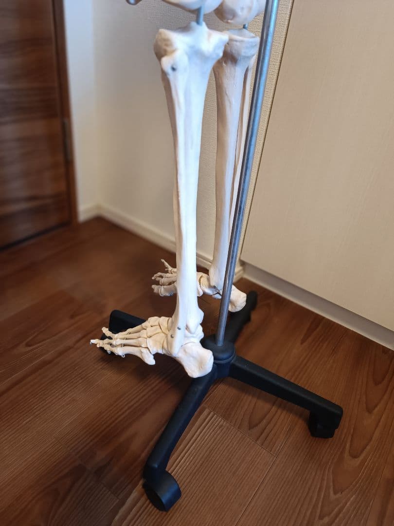 170cm 人体模型 可動関節 等身大 骨格模型 キャスター付 神経根付
