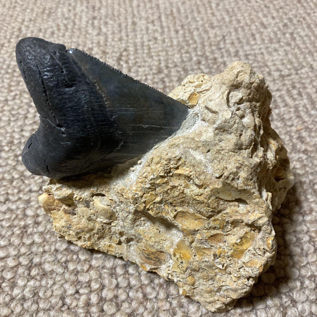 最大級 メガロドン 化石 サメの歯 423g 隕石 恐竜 爪 牙 三葉虫 骨 国内