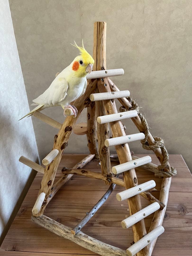 鳥インコ止まり木 流木吊り下げ式バードアスレチックバードジムバード