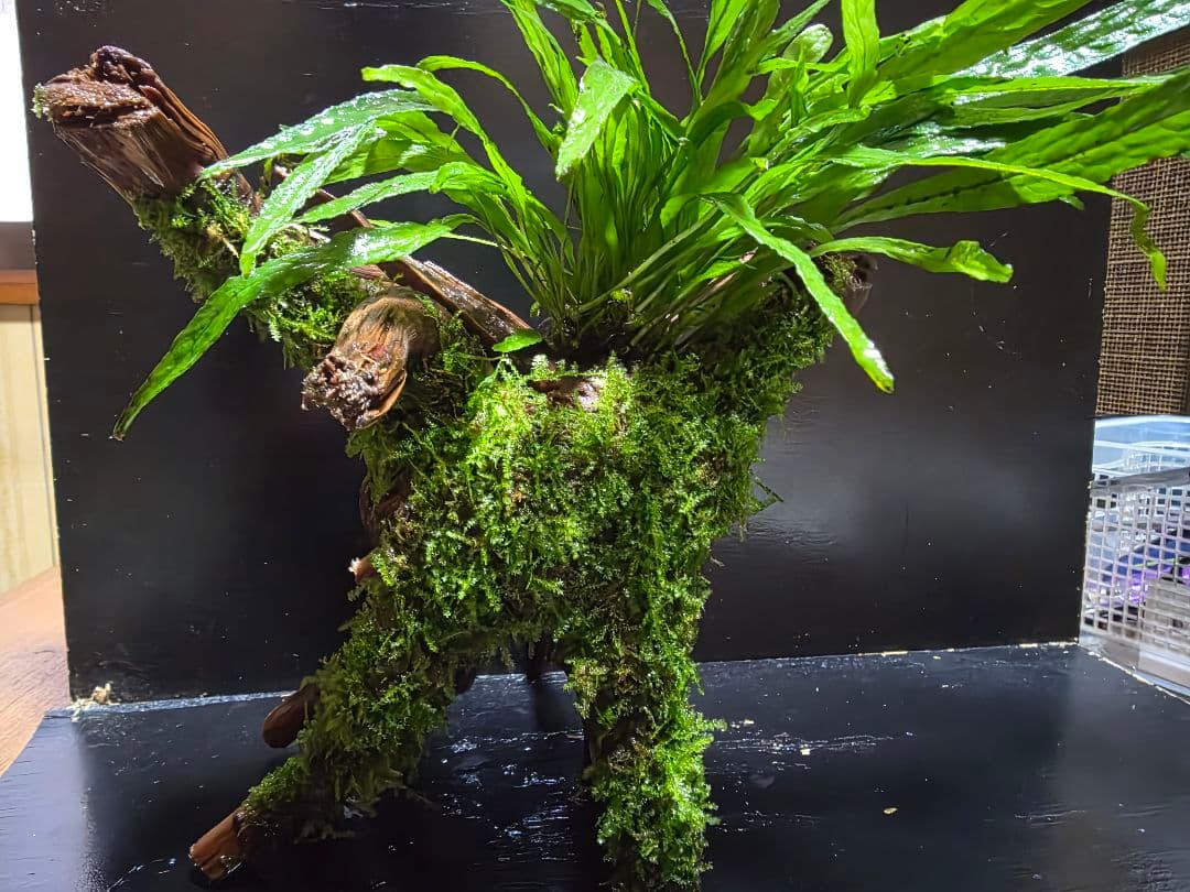 ブランチウッド大好サイズ ナロー ロングセレクト | ブランチウッド - HIROSE WEB SHOP