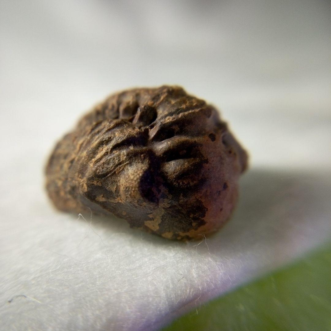 三葉虫 化石 三葉虫化石 究極のレトロ 小さい化石 fossil 化石管理番号①