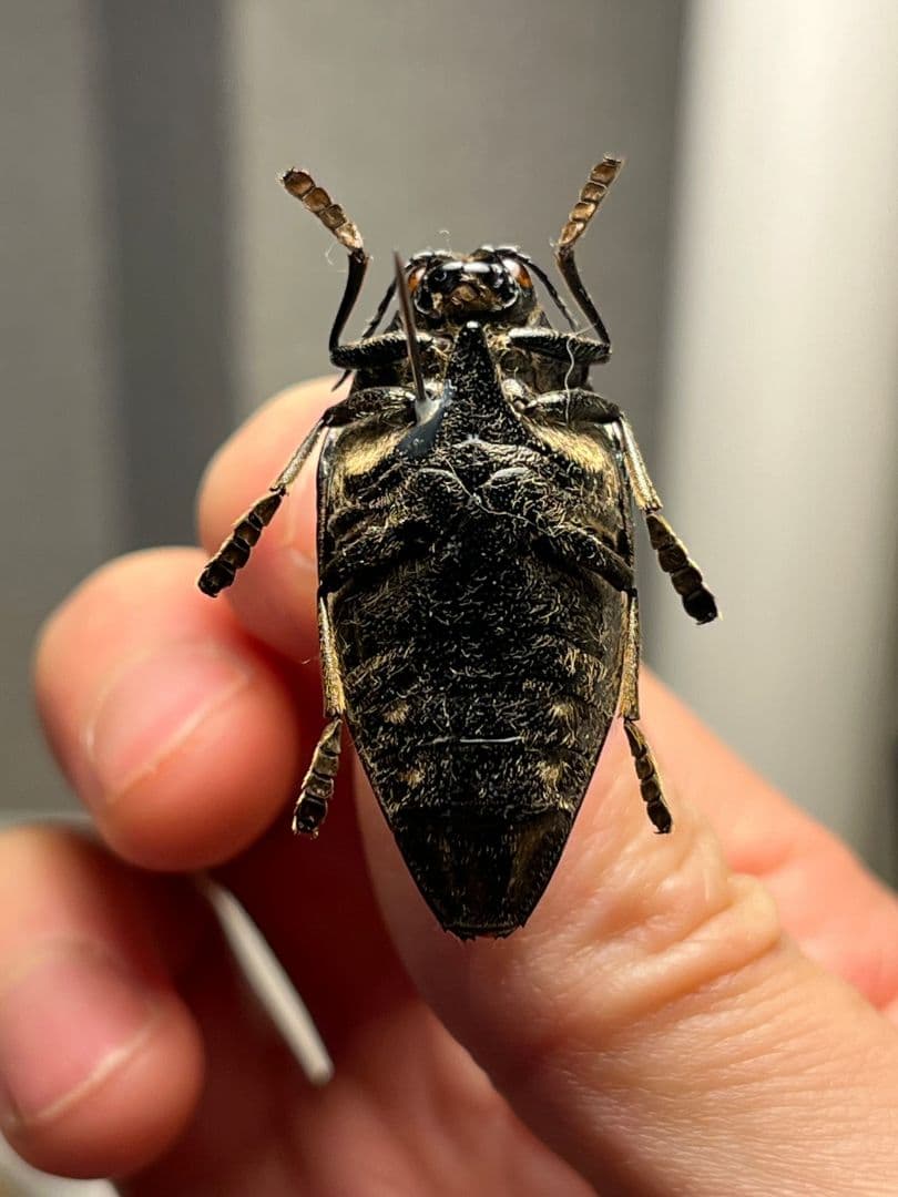 34mm】ニジイロフトタマムシ フトタマムシ スハンダエ プラチナコガネ