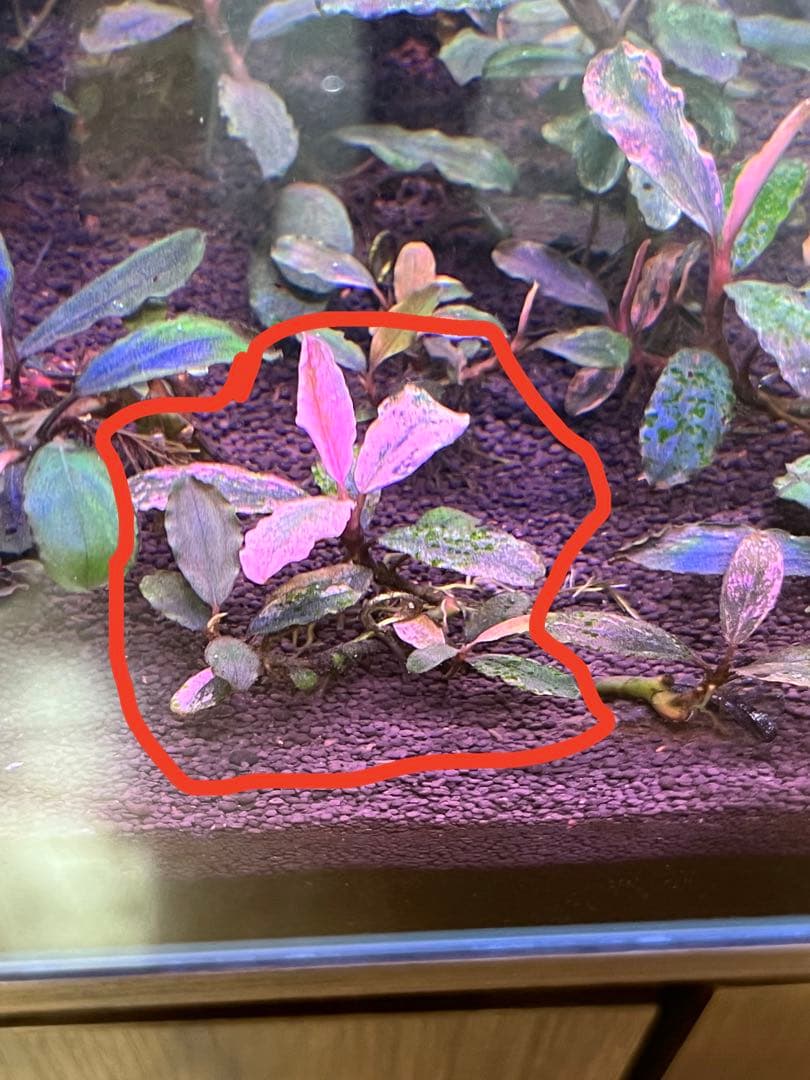 ブセファランドラsp. ピンクバリエガータ斑入り 水中葉 M1