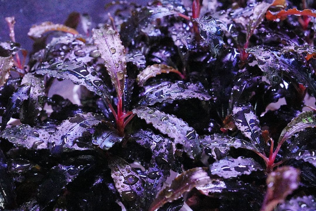 ブセファランドラ】オススメのレアな種類と本気の人に向けた育て方、増やし