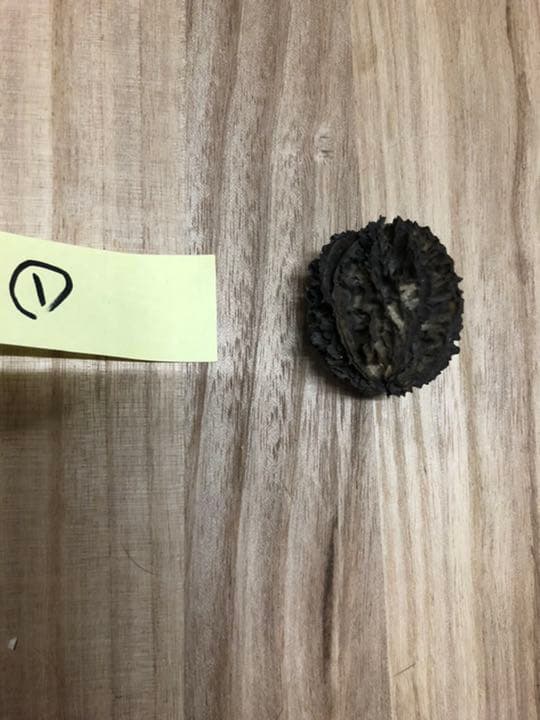 バタグルミ化石⑦