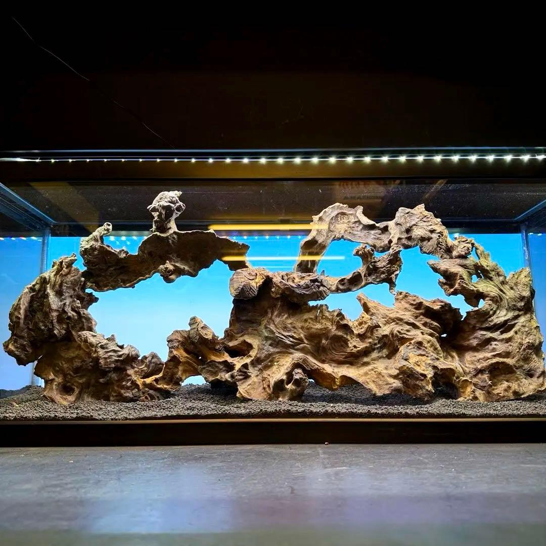 MJW-7215 「特大」ジンジャーウッド2本セット 天然流木 アクアリウム