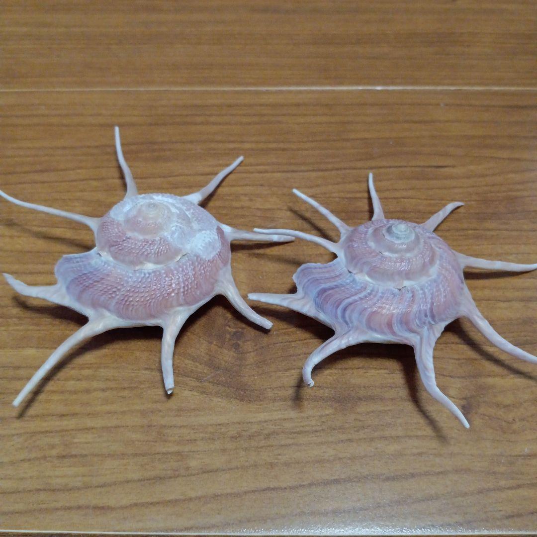 貝殻標本　ハリナガリンボウ　（蓋つき） 貝殻標本 ハリナガリンボウ （蓋つき） 注文