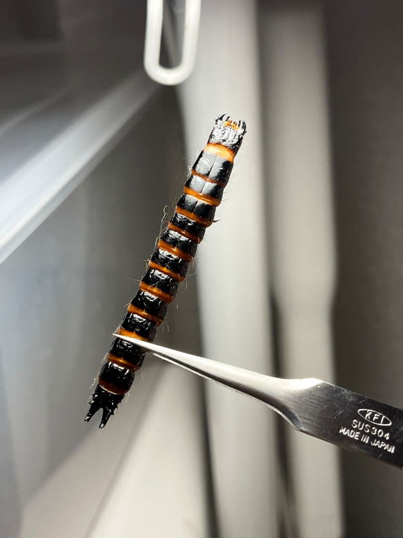 60mm程】コメツキムシの幼虫 ハチスズメバチハムシフンチュウオサムシ標本