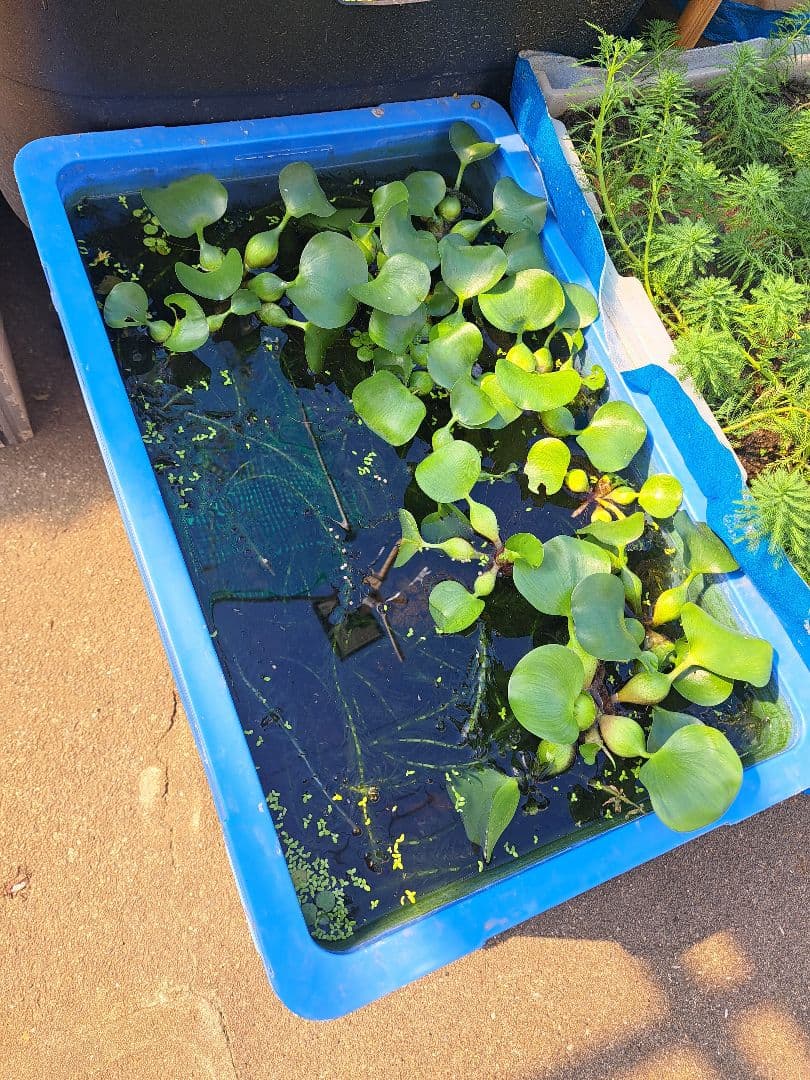 専用ページ】天然アナカリス、1000本