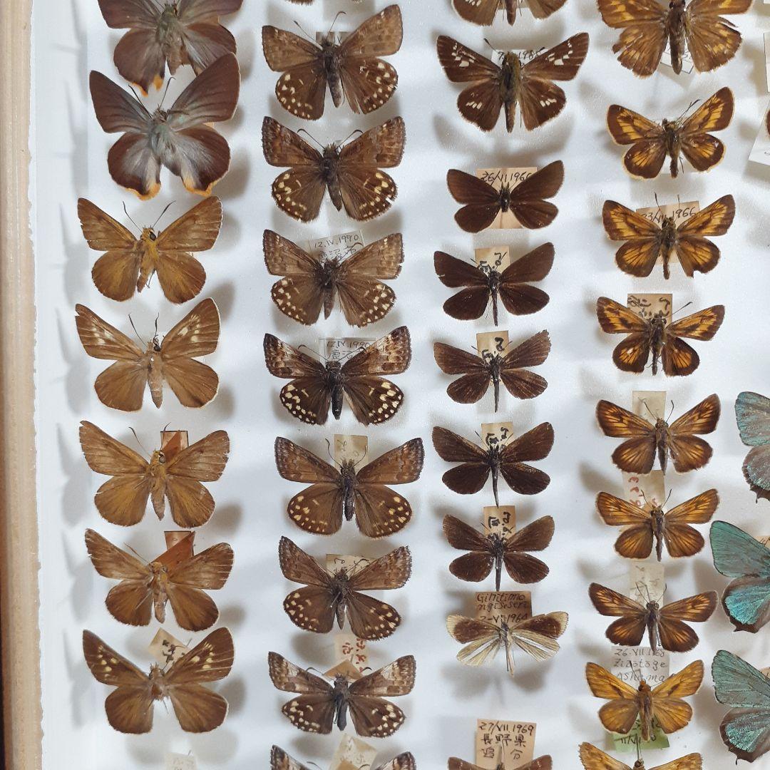 蝶標本 ゼフィルス及びセセリチョウ科22種。大型ドイツ標本箱二箱入り
