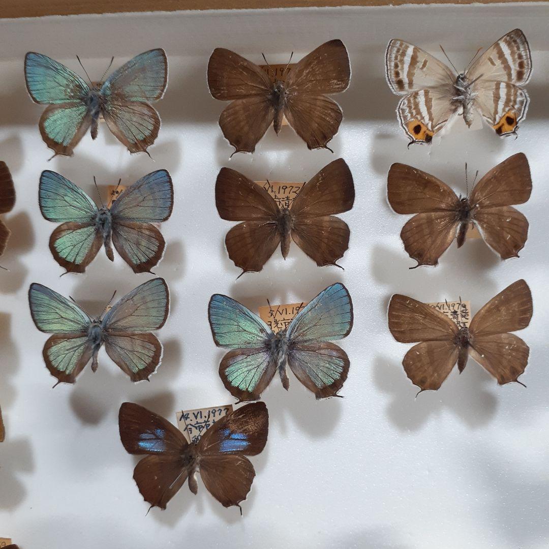 蝶標本 ゼフィルス及びセセリチョウ科22種。大型ドイツ標本箱二箱入り