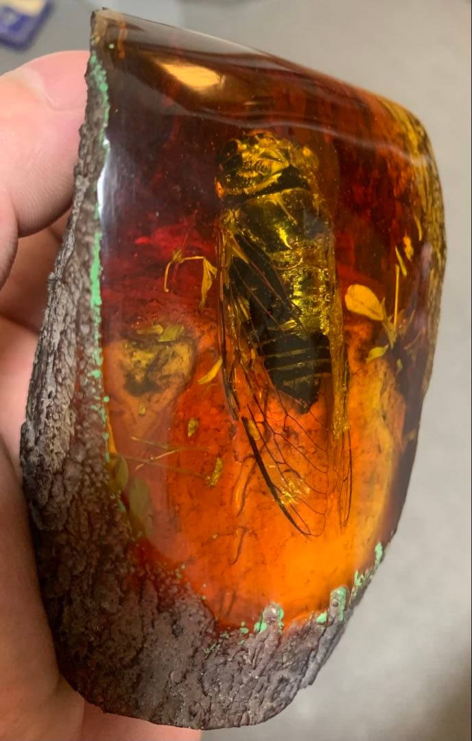 セミ レジン封入標本 テイオウゼミ樹脂琥珀標本 大型インテリア 高さ約