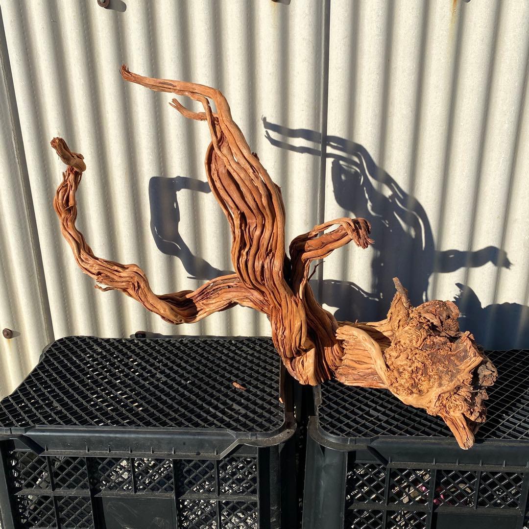 JACK様専用」MTW-6527 特大蔦流木 天然流木 アクアリウム