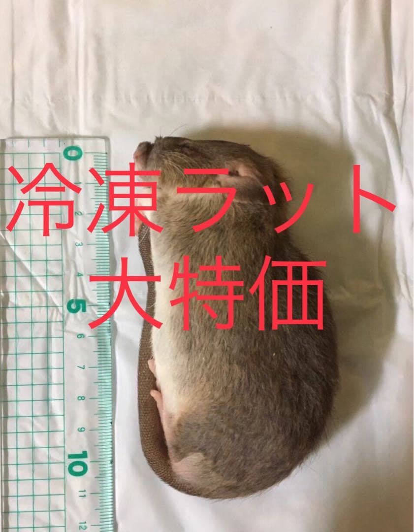 冷凍M100匹 New 2025 Arctic Cat M 400 Alpha One ES | Snowmobiles in Rexburg ID