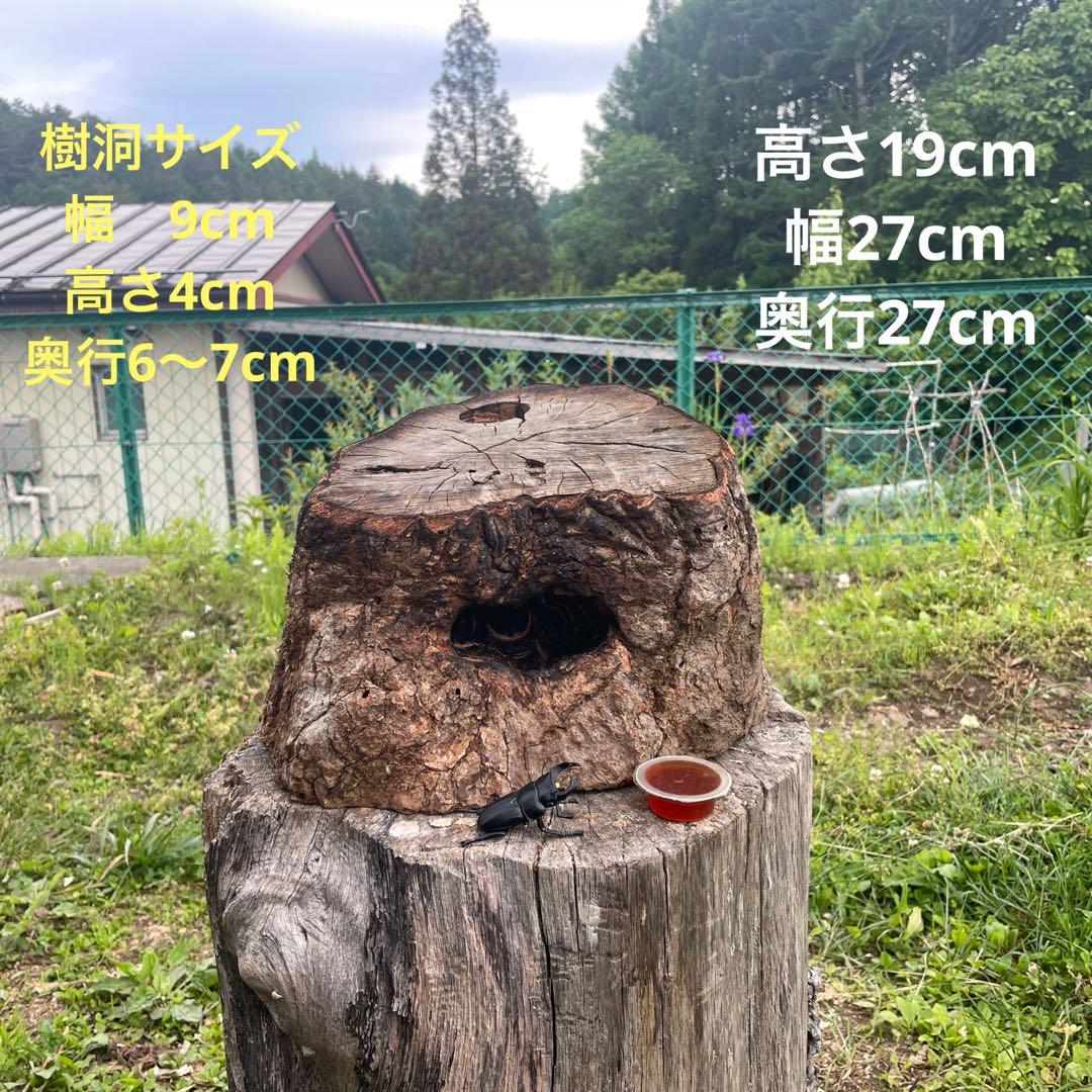 クワリウム　シェルター　登り木　エサ台