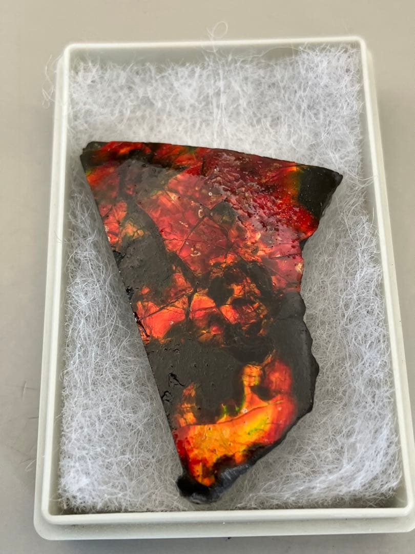 化石 原石 アンモライト アンモナイト カナダ産 幅4.4cm 箱付き