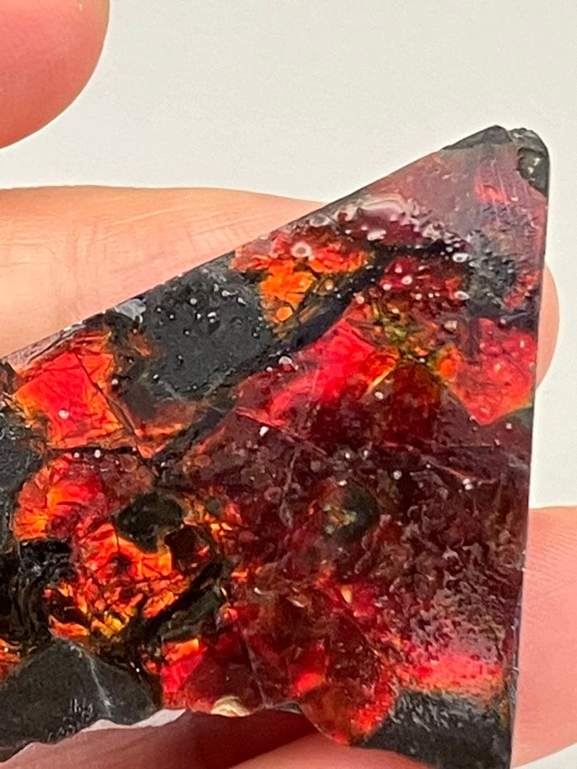 化石 原石 アンモライト アンモナイト カナダ産 幅4.4cm 箱付き