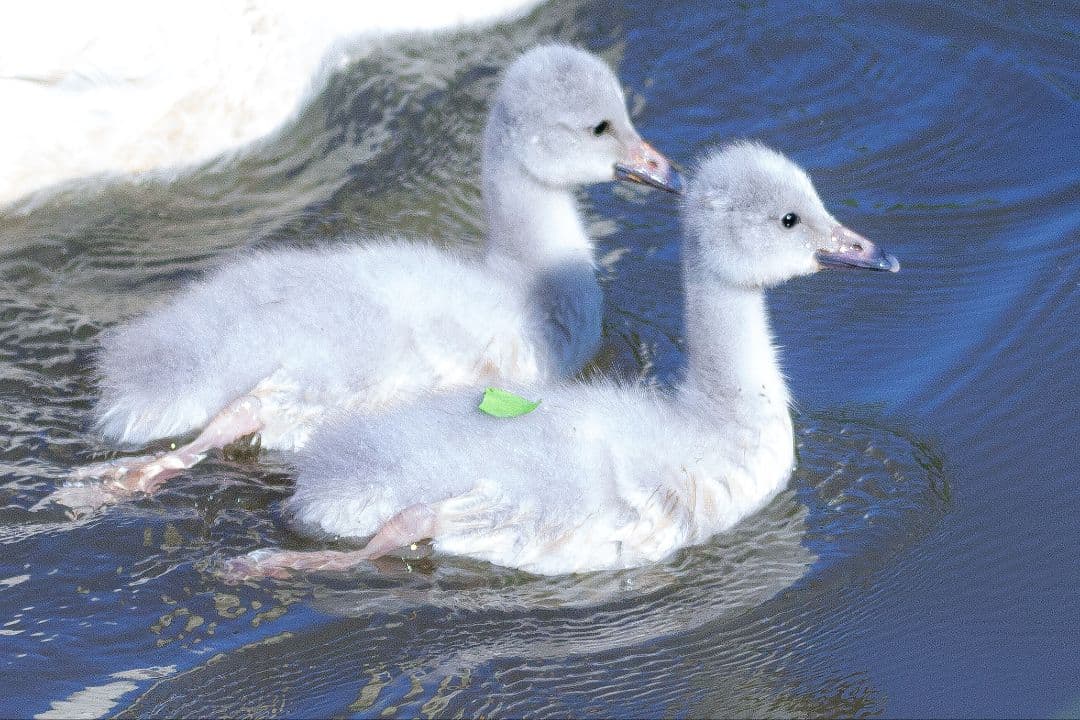 く*だ様 Canon 1DX チャージャー付き 値下げ交渉少しOK CF2カード く