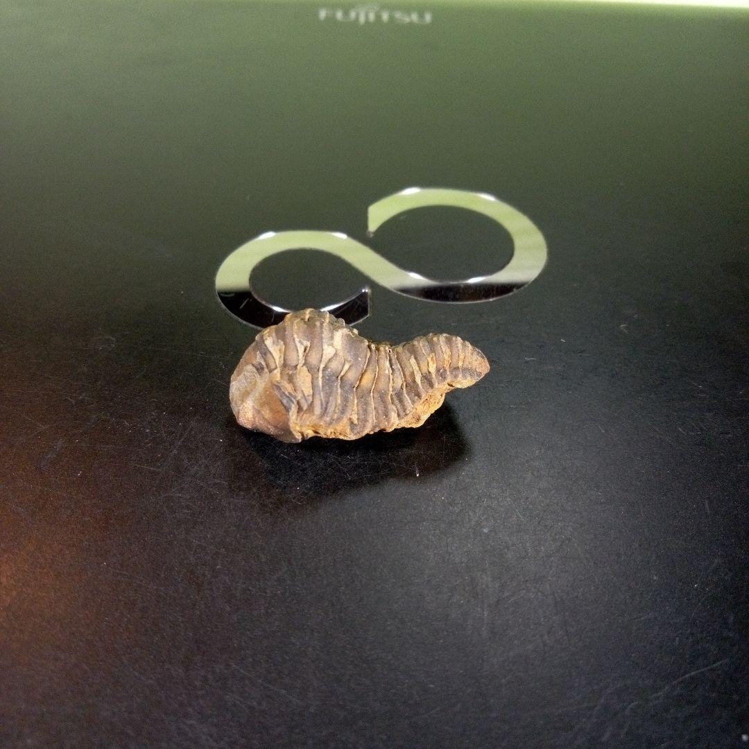 三葉虫 化石 fossil 海 ボリビア産 trilobite 海生動物判別⑫