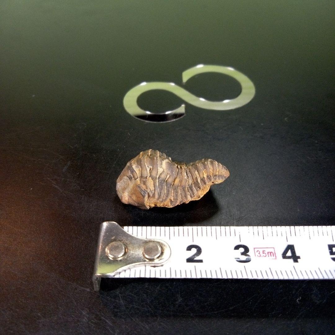 三葉虫 化石 fossil 海 ボリビア産 trilobite 海生動物判別⑫