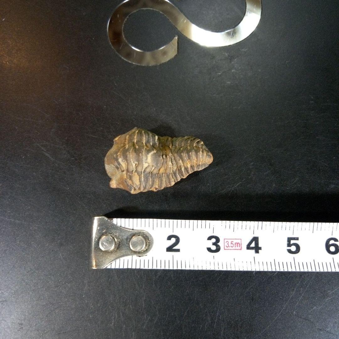三葉虫 化石 fossil 海 ボリビア産 trilobite 海生動物判別⑫