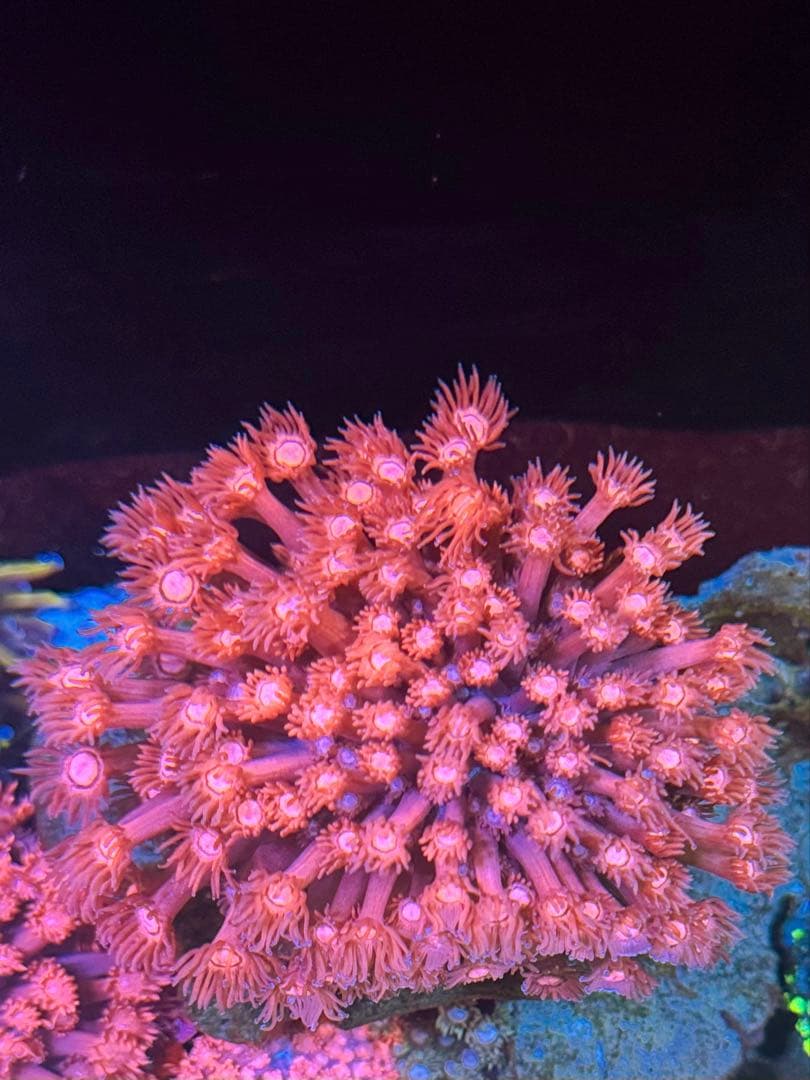 ハナガササンゴ レッド