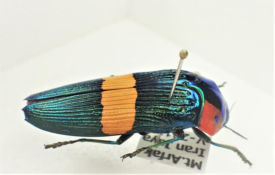 オウサマムカシタマムシ 激レア オウサマムカシタマムシ クロモンベニ