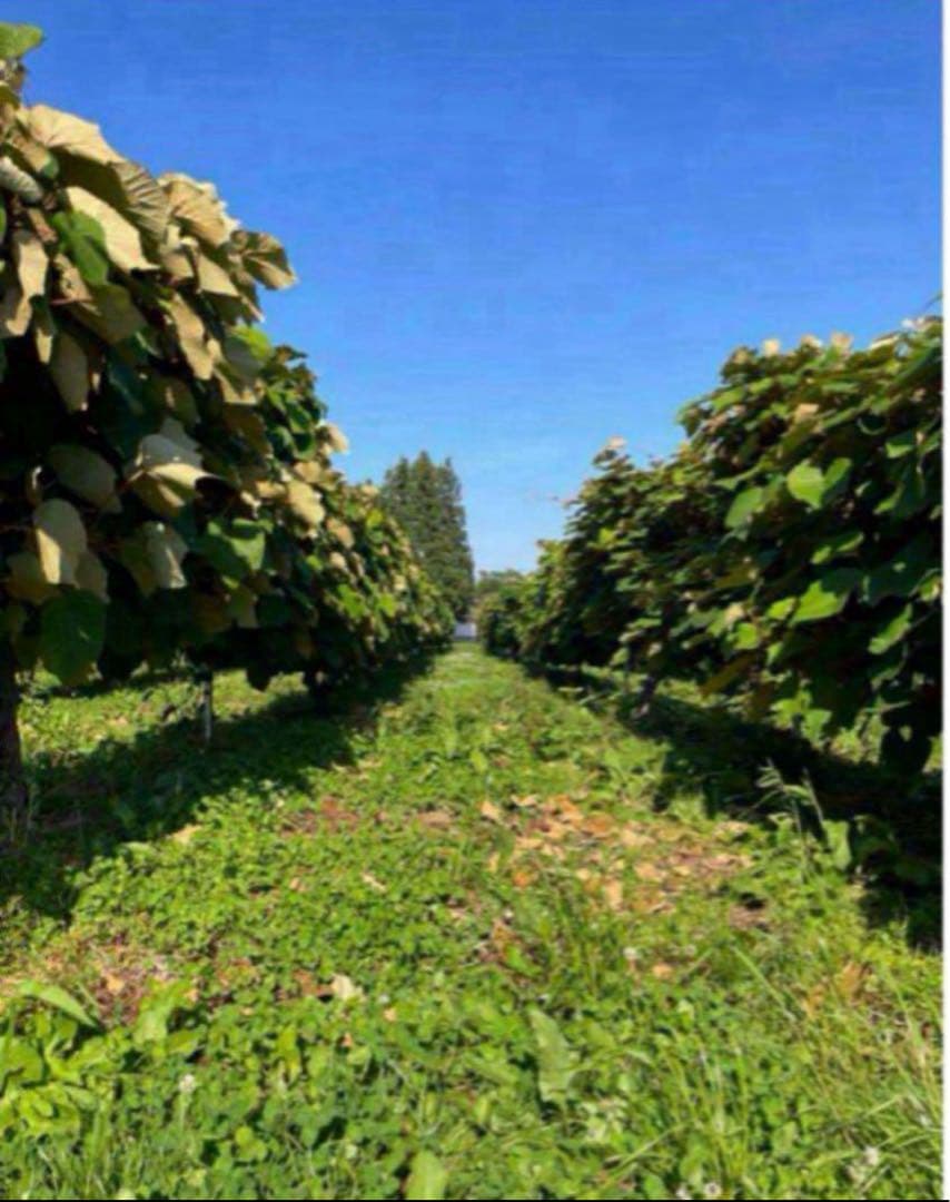 ☆完熟糖度22度岩手県産山ぶどう原液ジュース360ml2本 - メルカリ