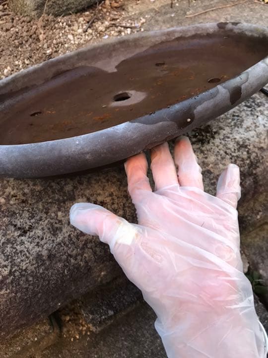 盆栽鉢 時代落款楕円縁入り盆栽鉢40.5x30.5x5cm支那鉢 和鉢 - メルカリ