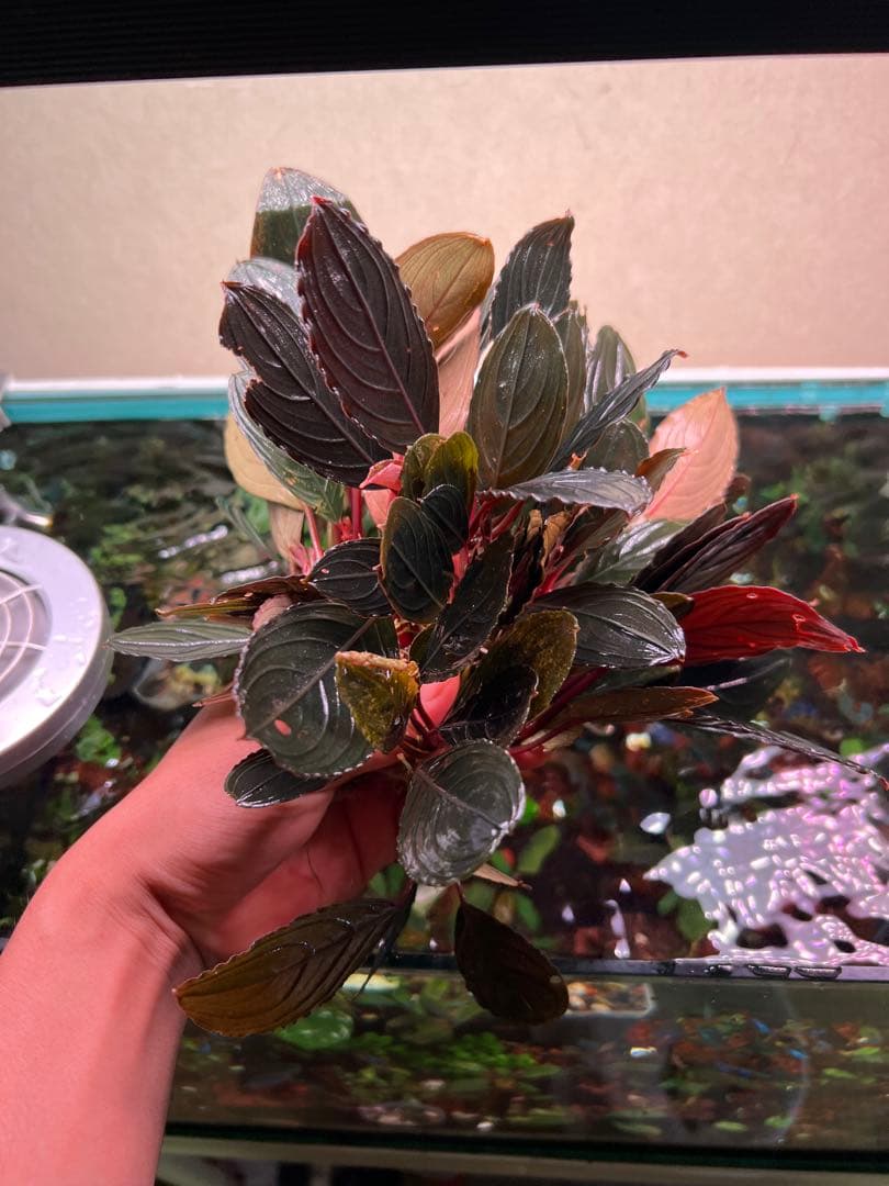 ブセファランドラ 写真のものすべて 水中葉 引退出品 ブセファランドラ