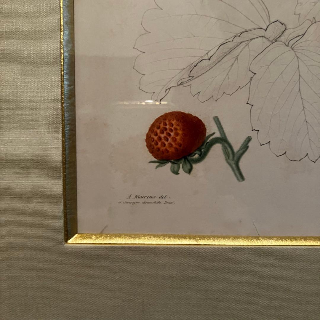 フランス　19世紀植物図鑑いちご　額装
