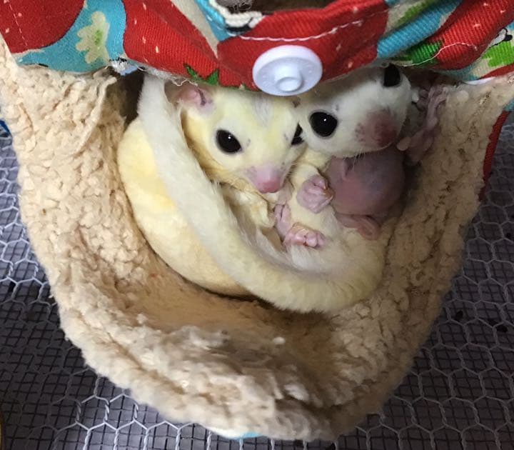 モモンガハウス（ブタ柄）フリースP・ネル生地 春（夏）冬仕様 トップ