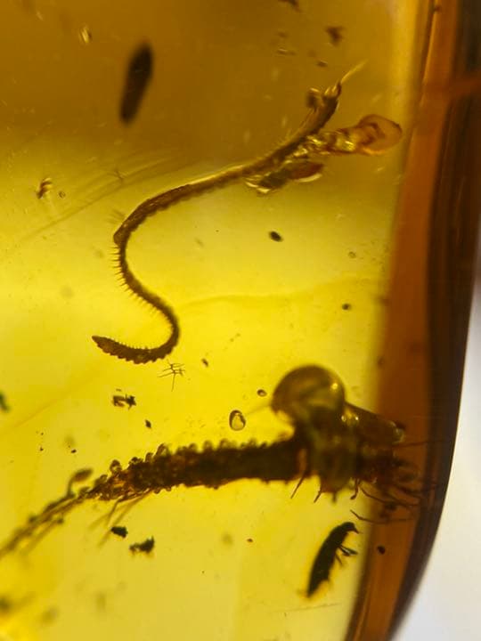 琥珀 虫入り 天然 アンバー 罕石卵 天然石 ムカデ 百足 甲虫