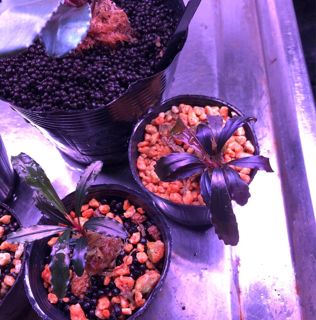 陰性水草の王様的存在【ブセファランドラ】新春SALE 1セット限定④