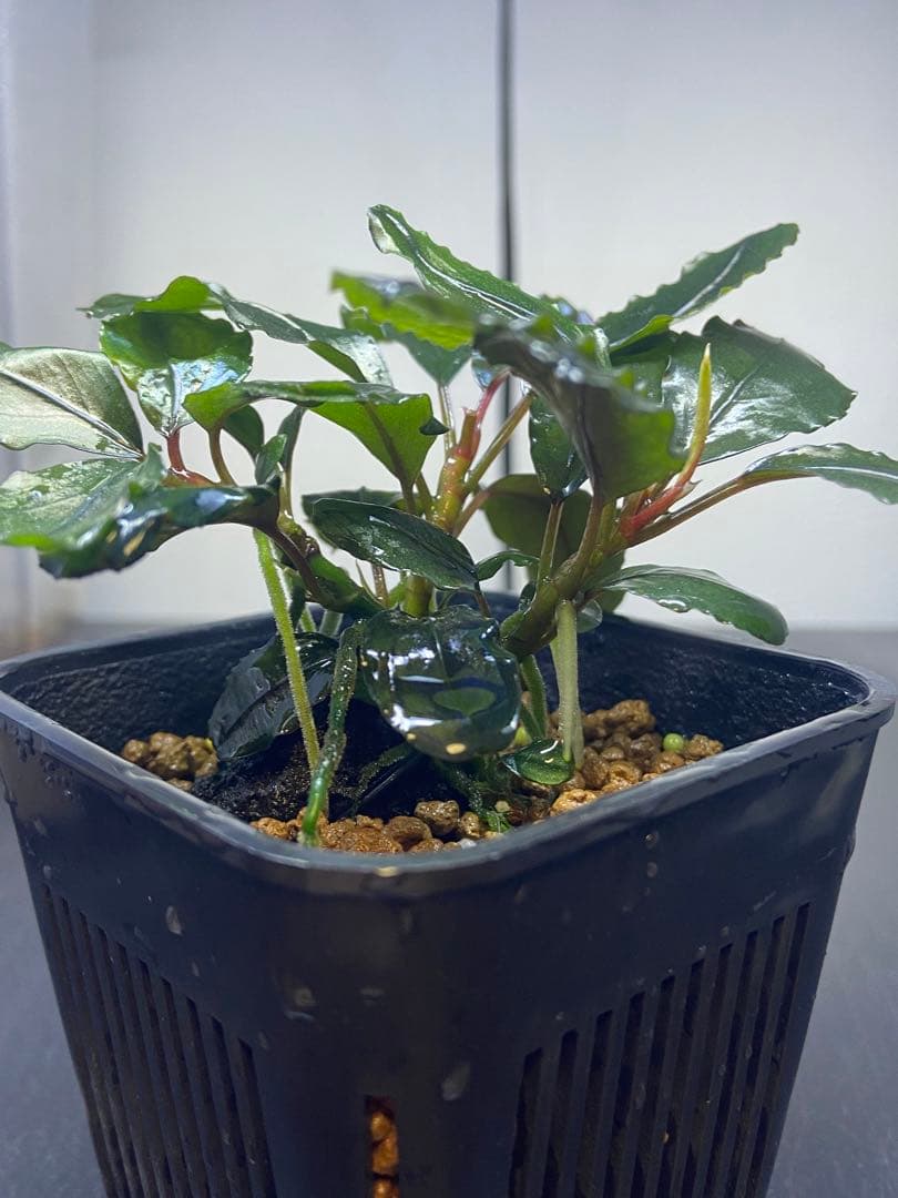 りゅーむ ZX フューリー / ZX Fury Shoes （タルク） -Reebok 公式オンライン